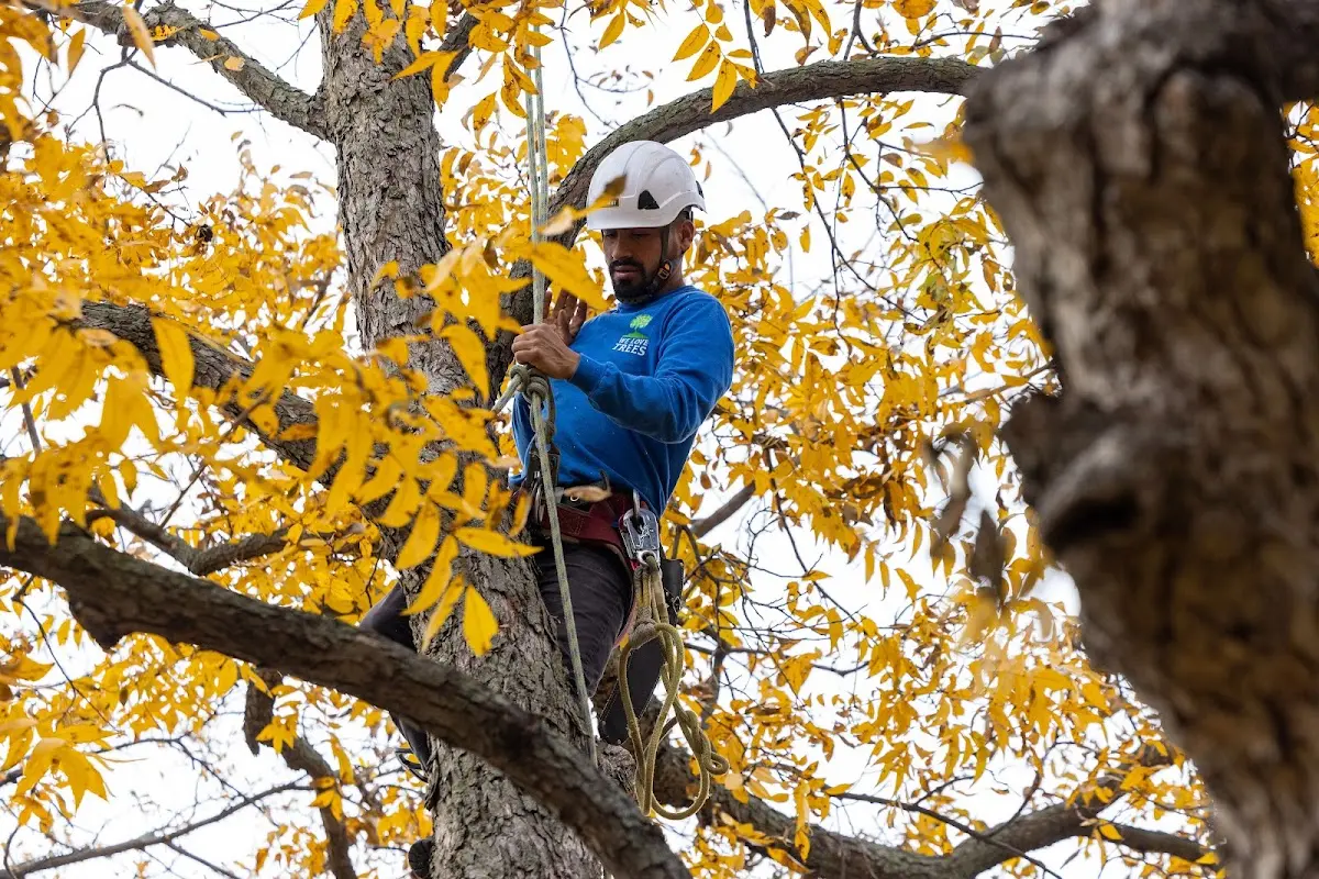 Skilled Emergency Tree Service crew working in Mayer